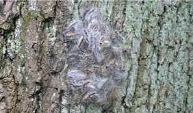 Gespinstnest des Eichenprozessionsspinners © Stadt Karben